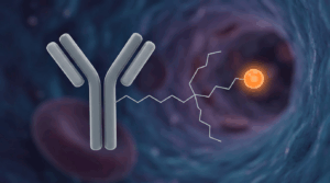 Schematic illustration of antibody-drug conjugates with NOF Pendant-type PEG Linkers in the blood flow.